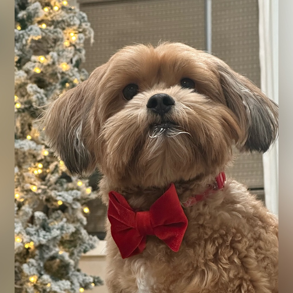 Meet your Posher, Rosy